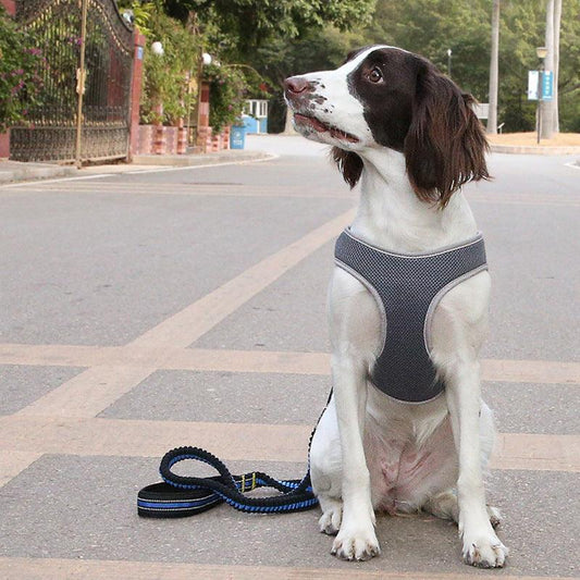 Dog walking Harness - Weird Wembley's Leashes & Collars 