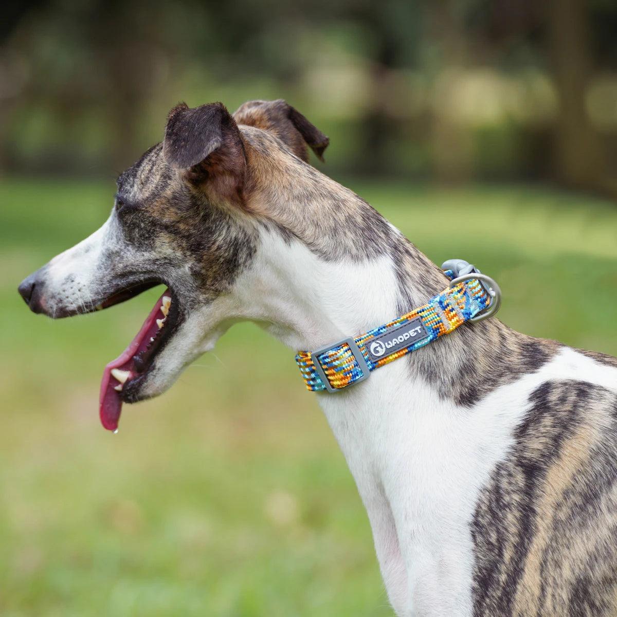 Reflective Collar For Dog Colorful Adjustable Collar - Weird Wembley's Leashes & Collars 