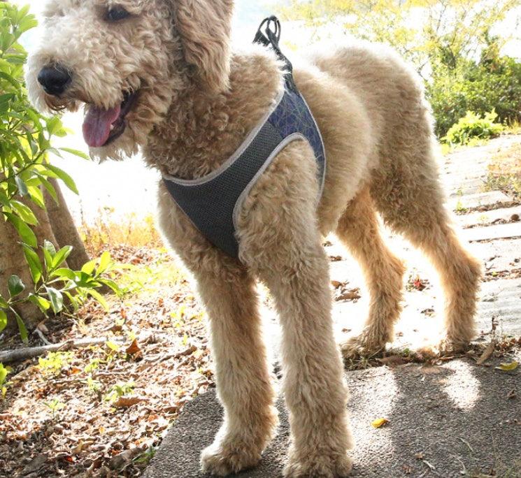 Dog walking Harness - Weird Wembley's Leashes & Collars 